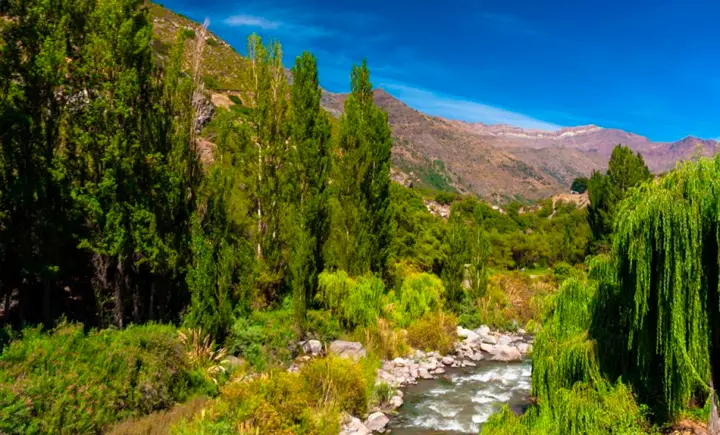 Bosque y spa